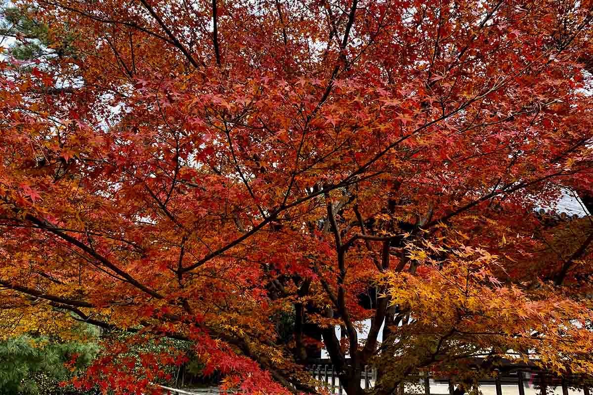 平等院（京都府宇治市）の紅葉