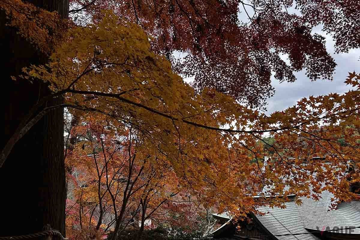 談山神社（奈良県桜井市）の紅葉