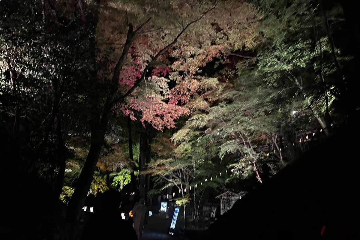 石山寺（滋賀県大津市）の「あたら夜もみじ 〜あたら夜 宵むすび〜」