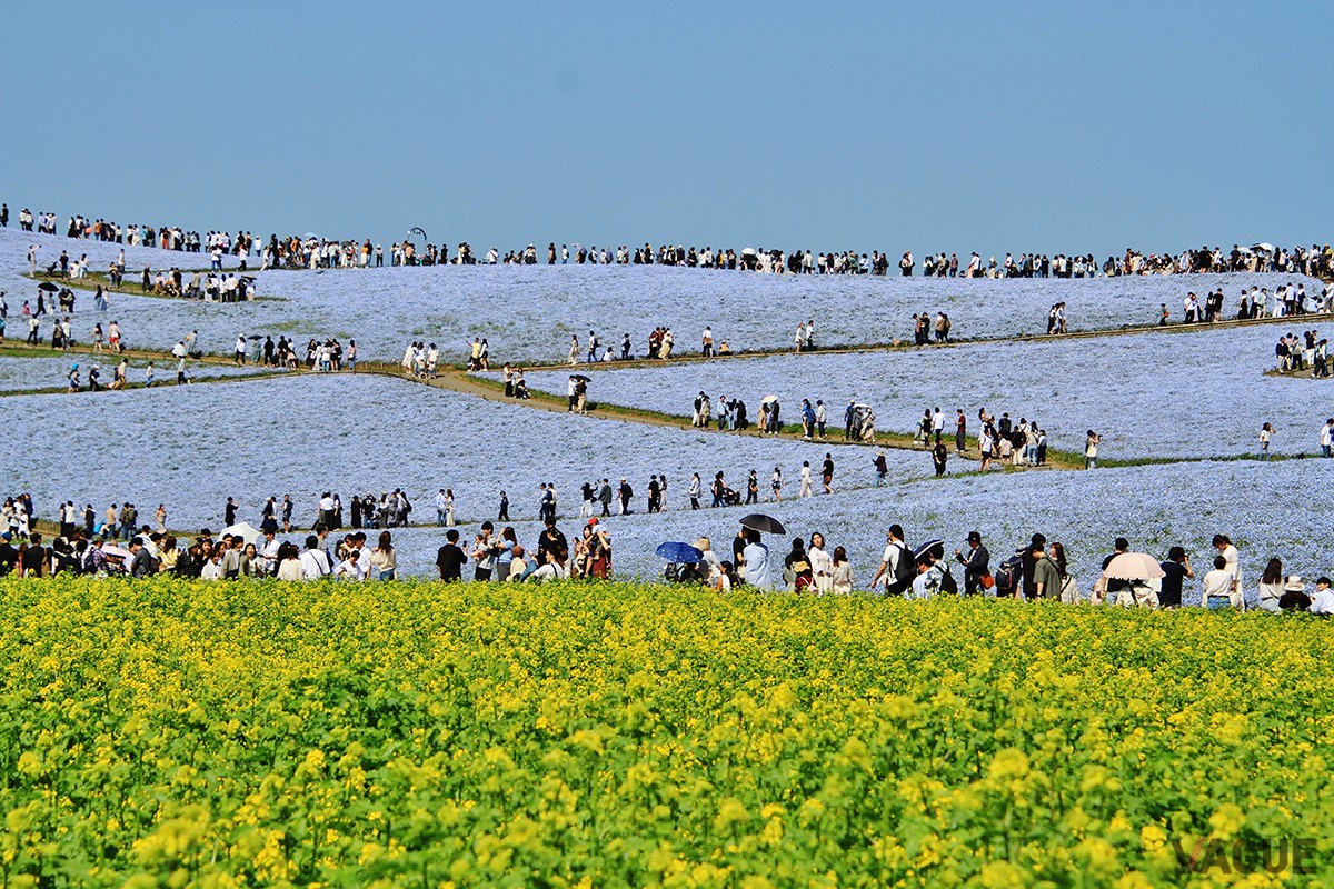 8位：国営ひたち海浜公園【茨城県ひたちなか市】