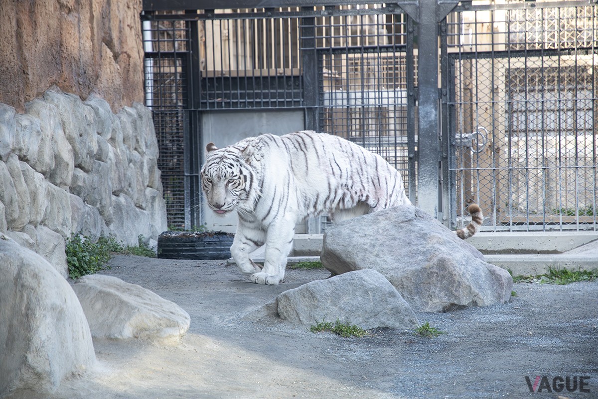 ９位：東武動物公園【埼玉県南埼玉郡】