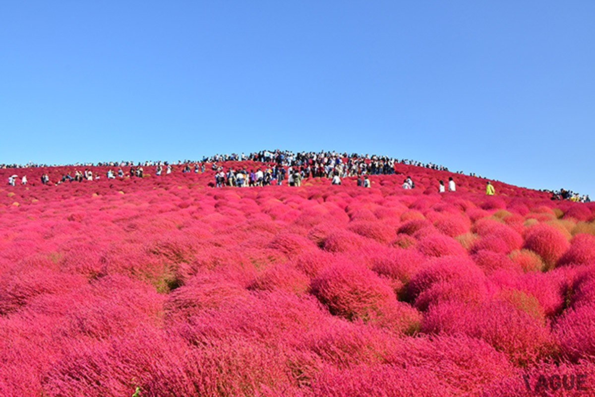 8位：国営ひたち海浜公園【茨城県ひたちなか市】