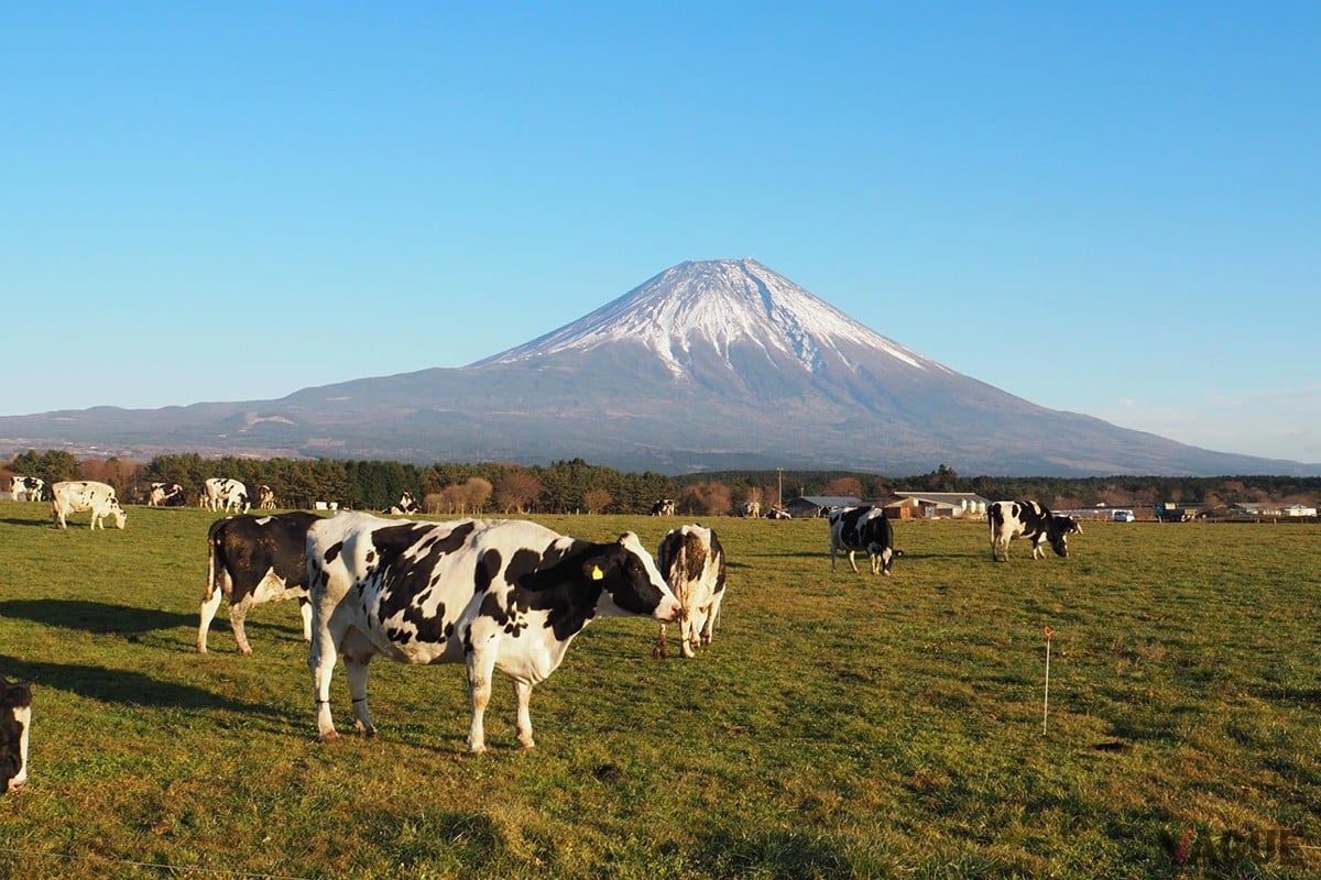 4位：朝霧高原【静岡県】