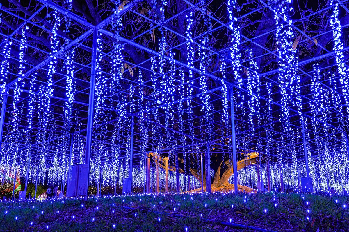あしかがフラワーパーク「光の花の庭」