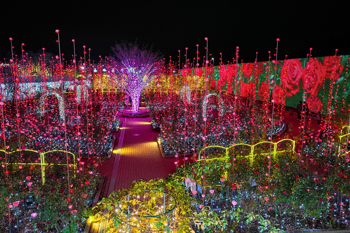 あしかがフラワーパーク「光の花の庭」