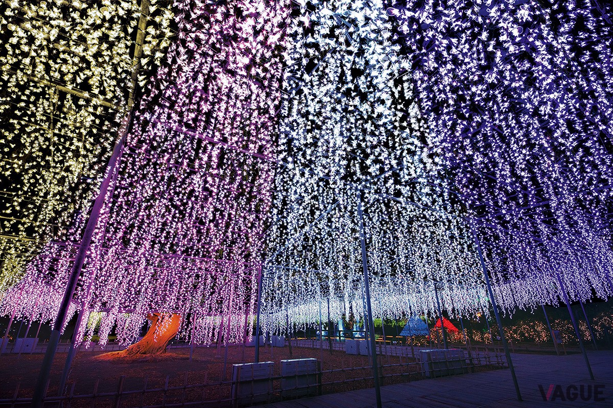 あしかがフラワーパーク「光の花の庭」