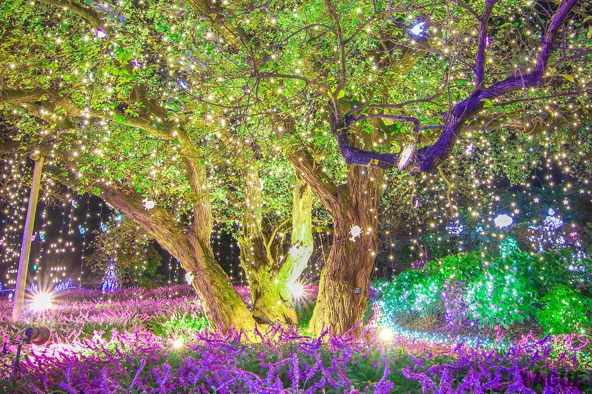 あしかがフラワーパーク「光の花の庭」