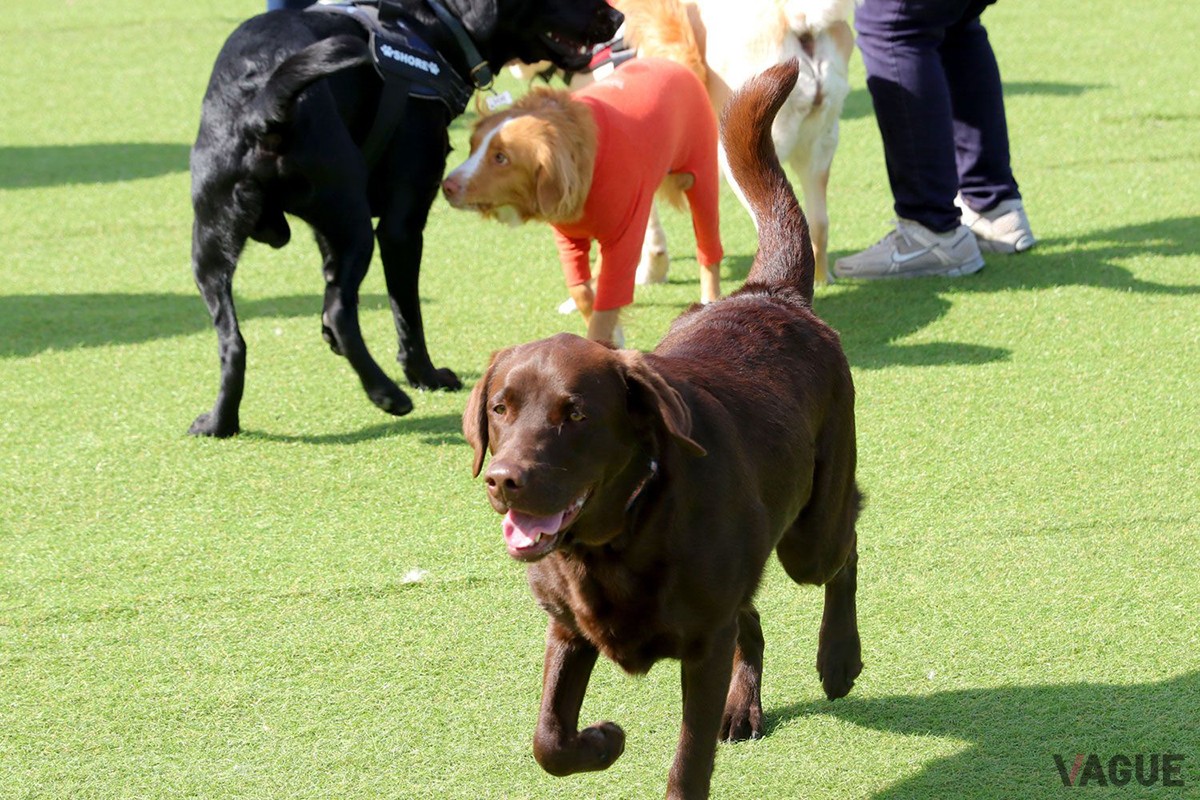 飼い主さんも愛犬も安心して楽しめる