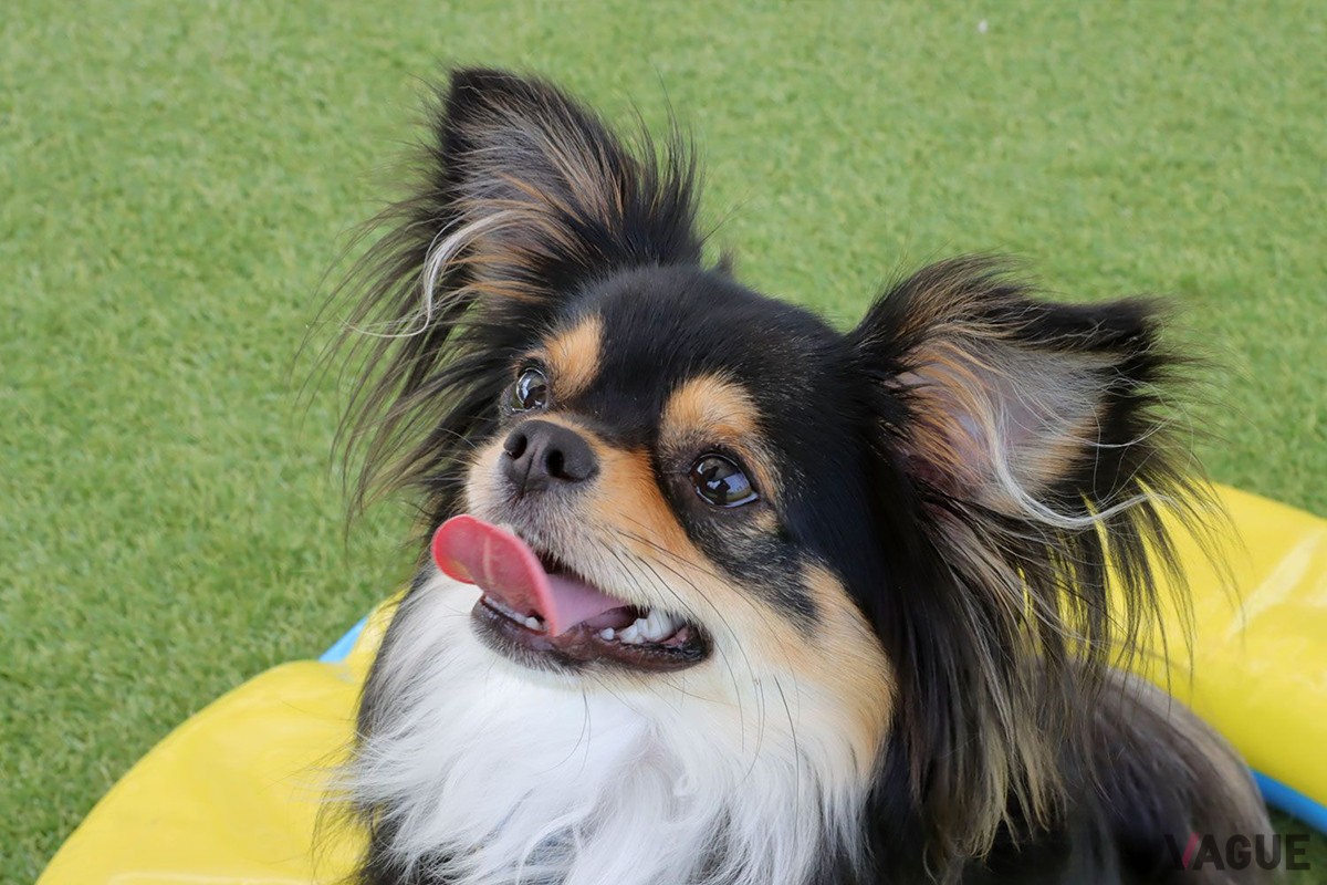 愛犬と一緒に楽しめる安心ステイ