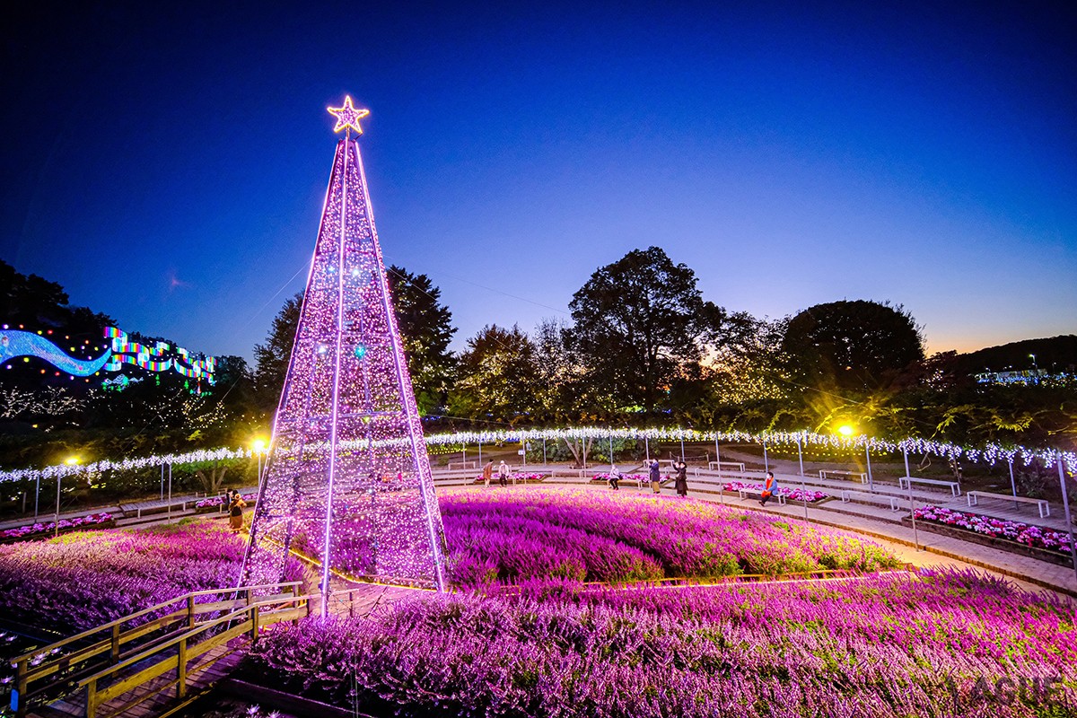 あしかがフラワーパーク「光の花の庭」