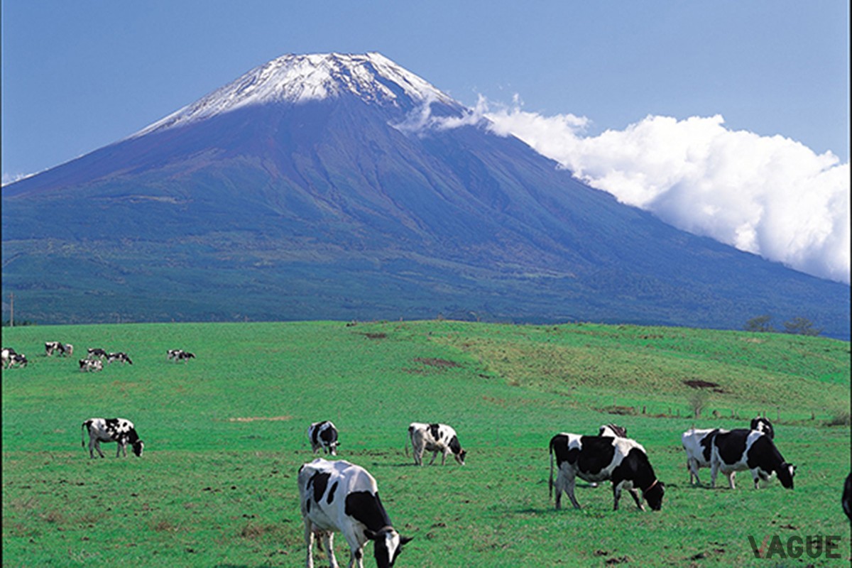 4位：朝霧高原【静岡県】