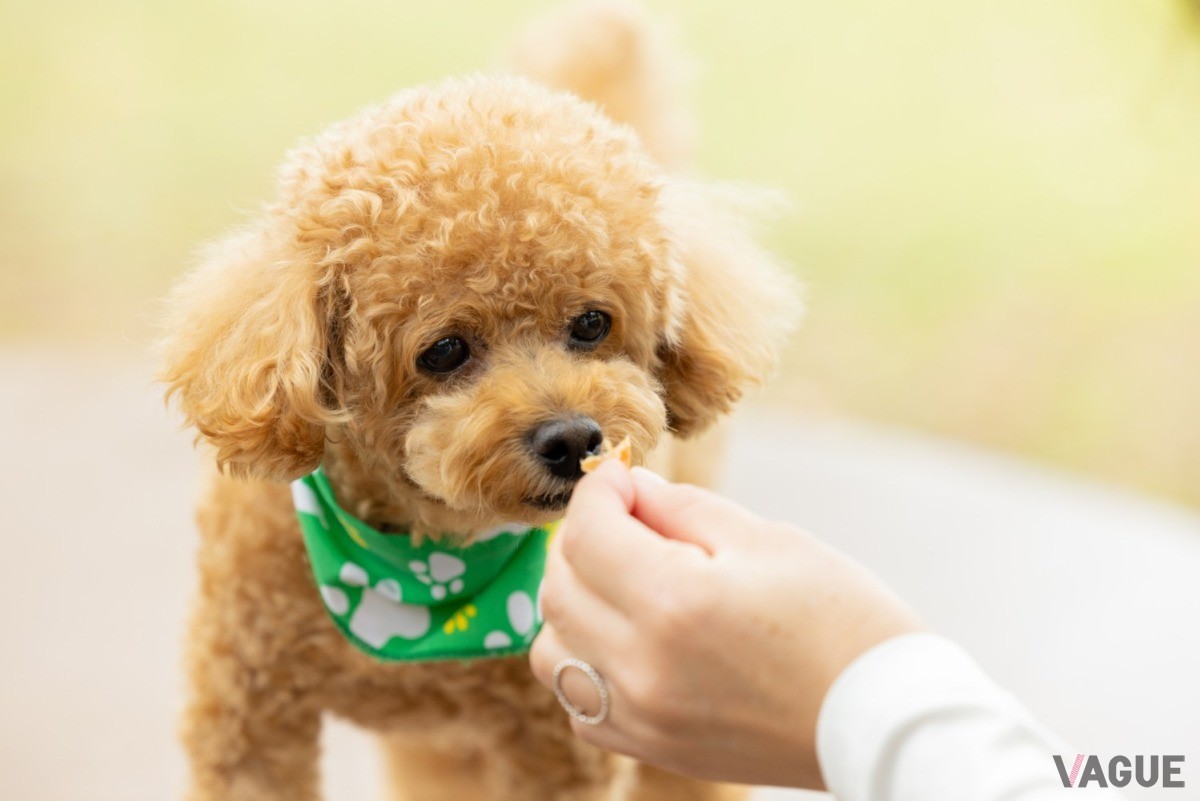 愛犬と過ごすことを第一に考えたグランピングリゾート