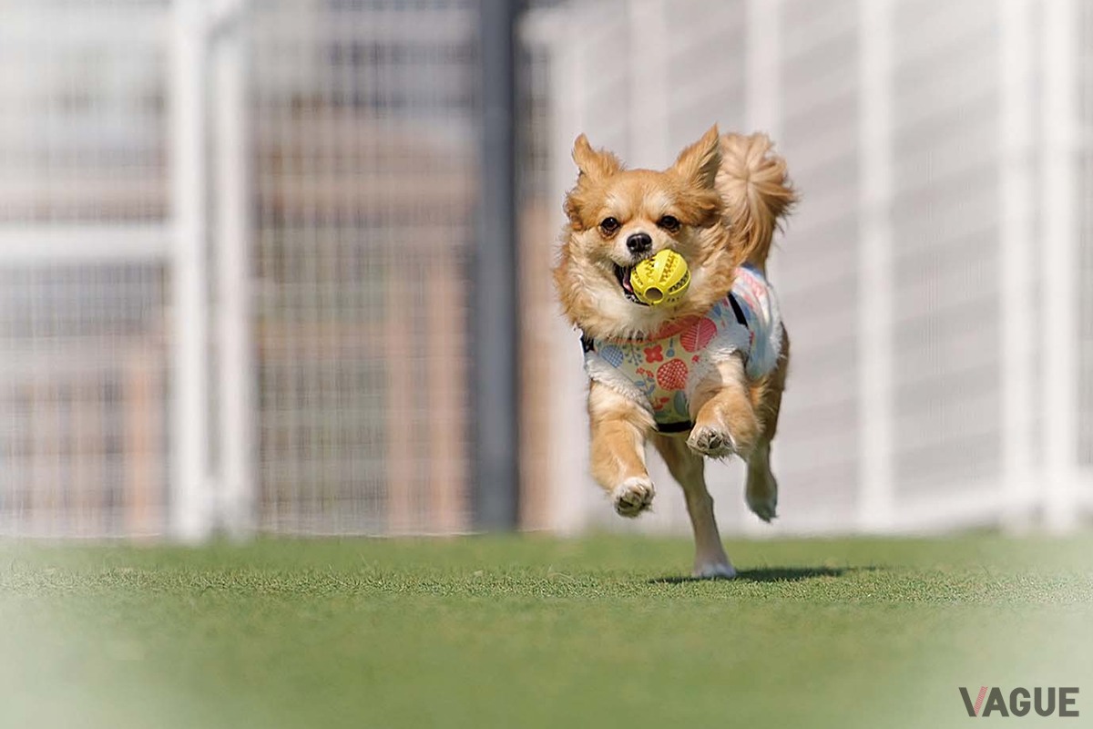 VILLA DOG（ヴィラドッグ）　ワンちゃん用ゲージやフェンスを備え愛犬と滞在可能