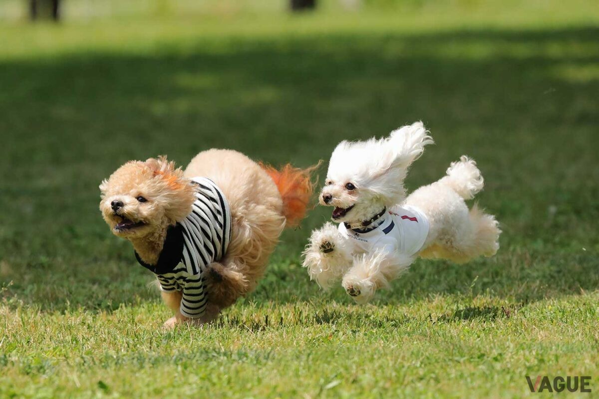 愛犬とのんびり過ごす癒しの一日