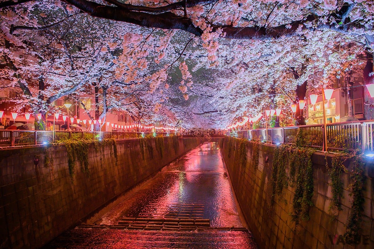 全国随一の人気を誇る桜スポット目黒川
