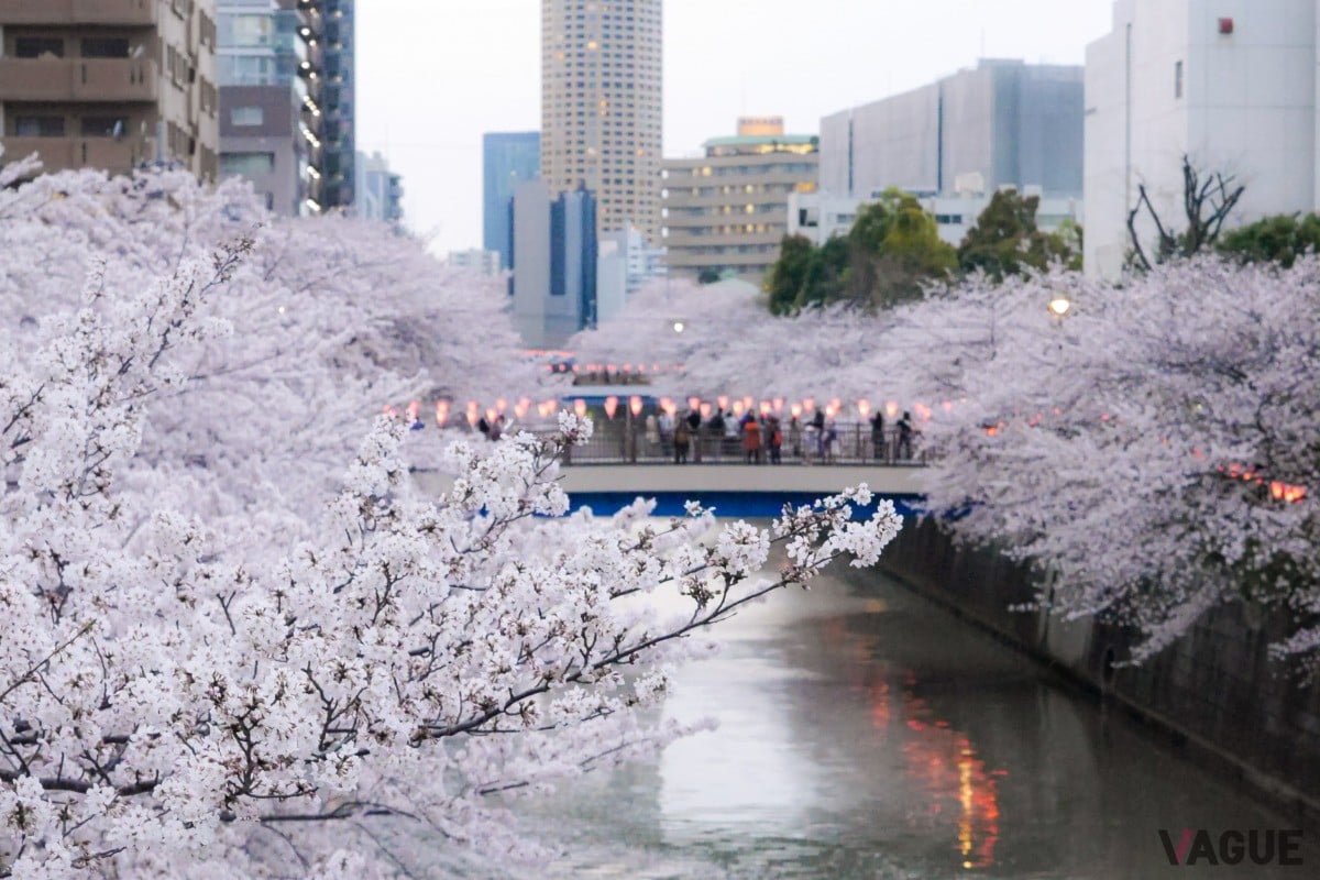 全国随一の人気を誇る桜スポット目黒川