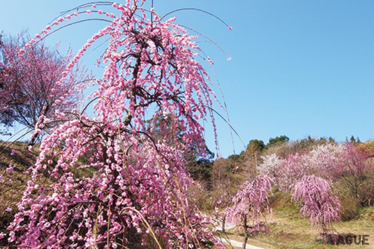 7位：広田梅林ふれあい公園【兵庫県南あわじ市】