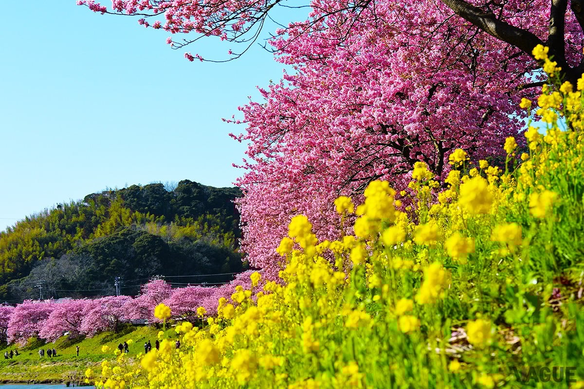 “日本ならでは”の美しさを感じられて最高！ 春本番前にチェックしたい全国の「花絶景」トップ10 写真欲が止まらない春色の散策スポットとは