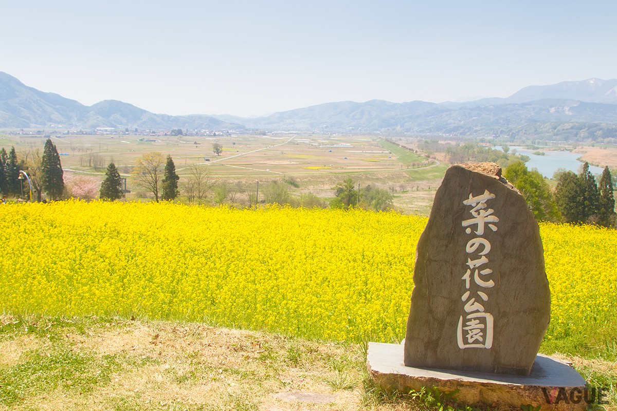 4位：菜の花公園【長野県飯山市】