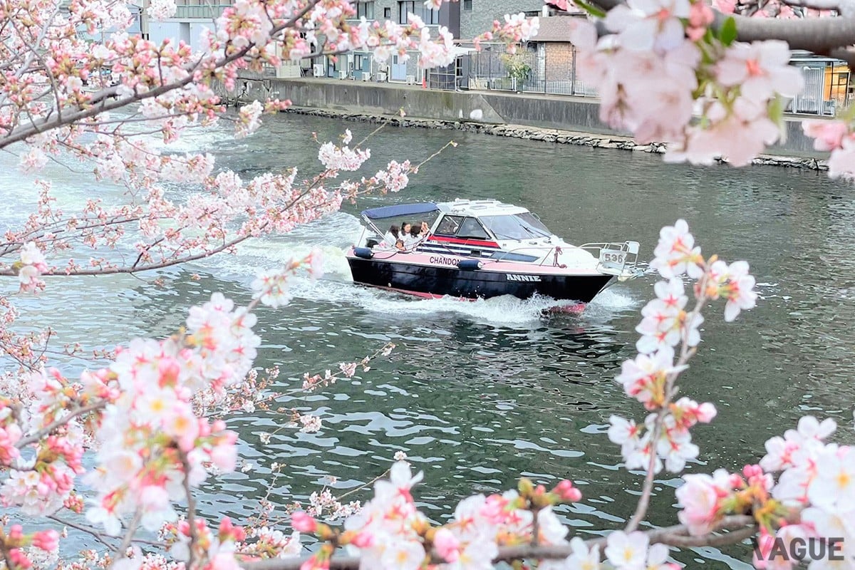 人混みを離れて春を堪能!? 目黒川の桜を水上から楽しむ“貸切クルーズ”が2026年も開催決定 名物「桜のトンネル」を潜り抜けるワンランク上のお花見体験とは