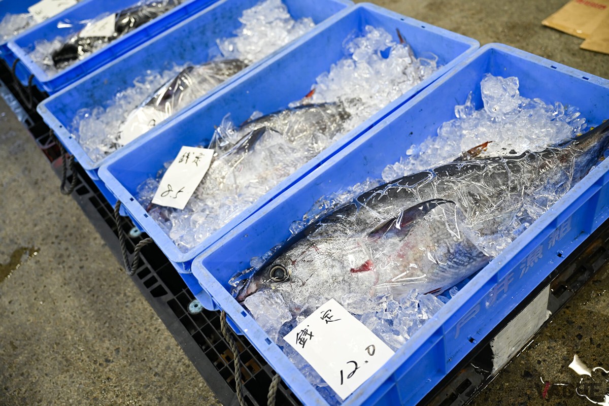 一般非公開の水産物卸売市場を訪ねる朝食体験では、早朝に行われる活気あふれる競りを間近で見学