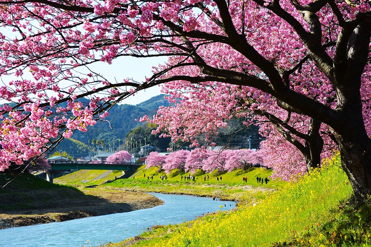 1位：みなみの桜と菜の花まつり【静岡県南伊豆町】