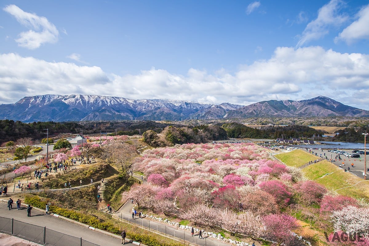 3位：いなべ市農業公園【三重県いなべ市】