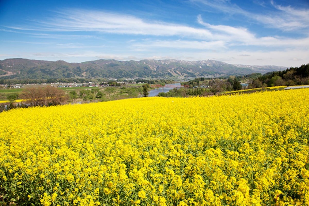4位：菜の花公園【長野県飯山市】