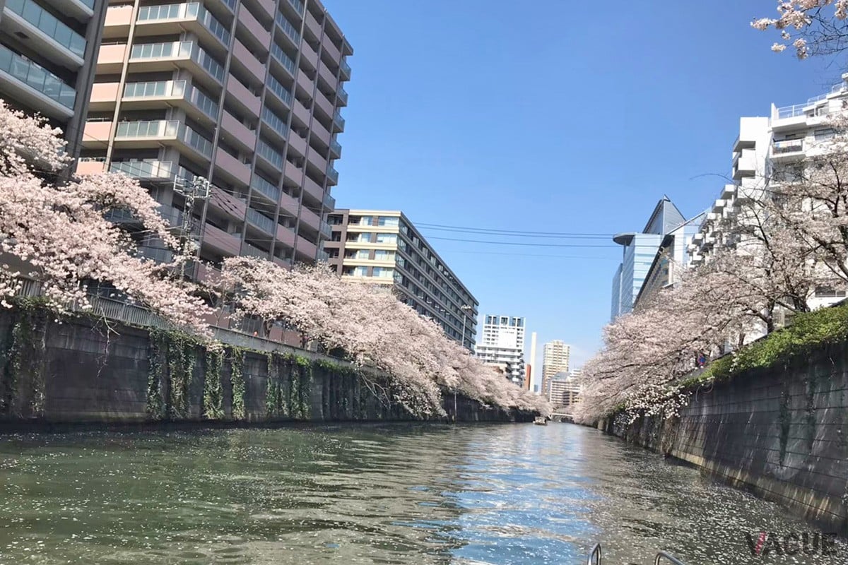 全国随一の人気を誇る桜スポット目黒川