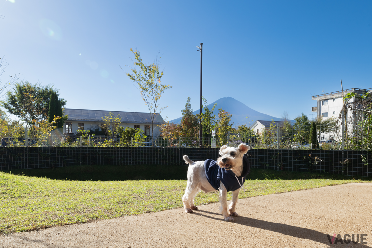 富士山を望む芝生の庭で、愛犬が自由に駆け回れるドッグラン