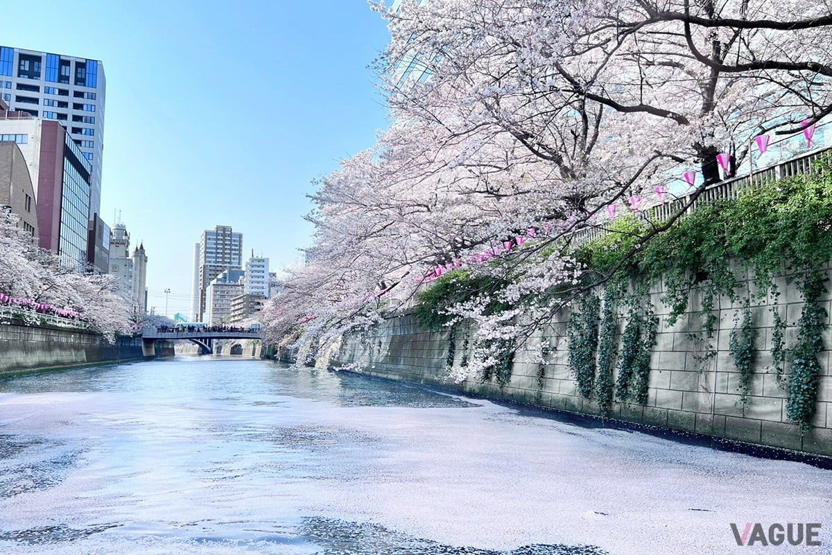 全国随一の人気を誇る桜スポット目黒川
