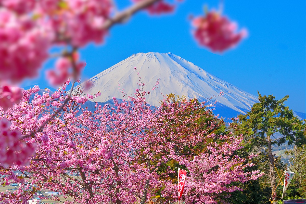 河津桜まつりの様子