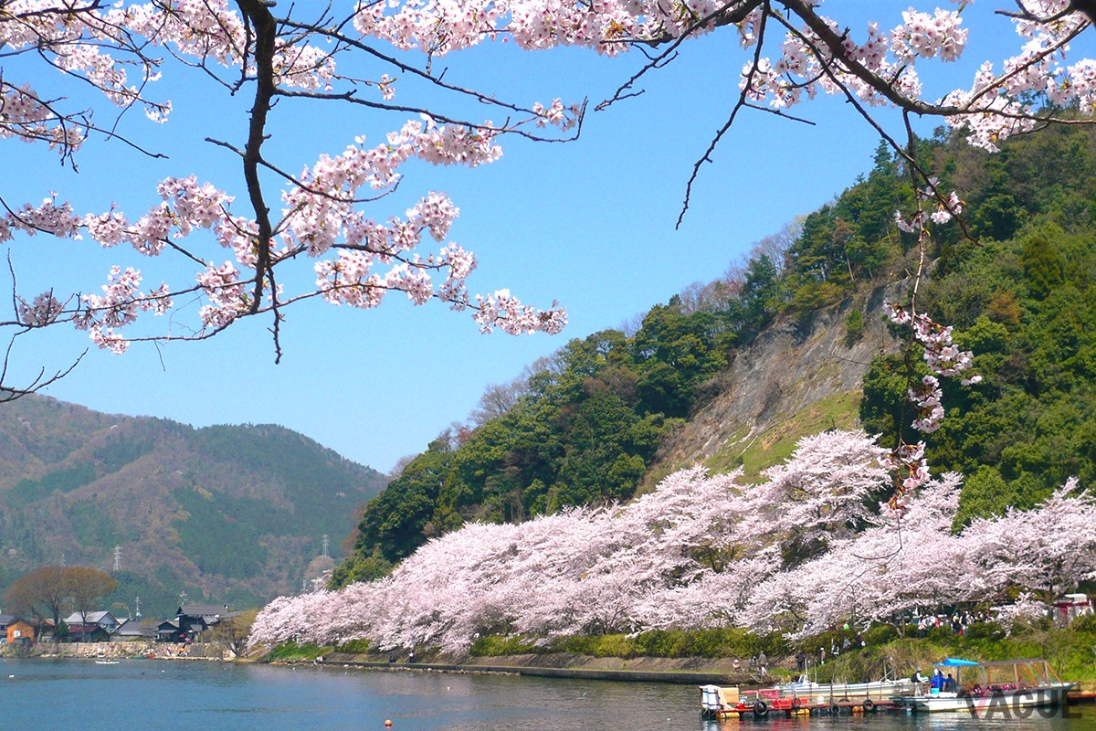 海津大崎の桜