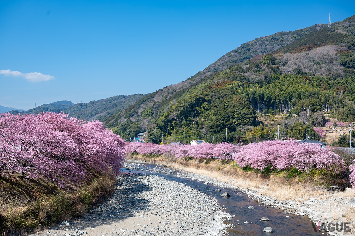 河津桜まつりの様子