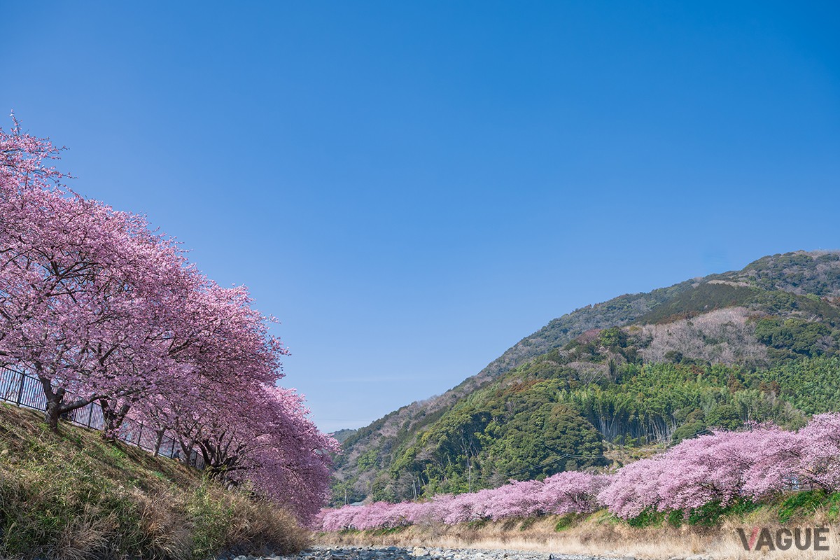河津桜まつりの様子