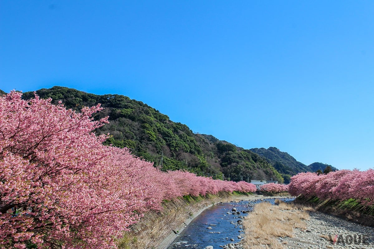 河津桜まつりの様子