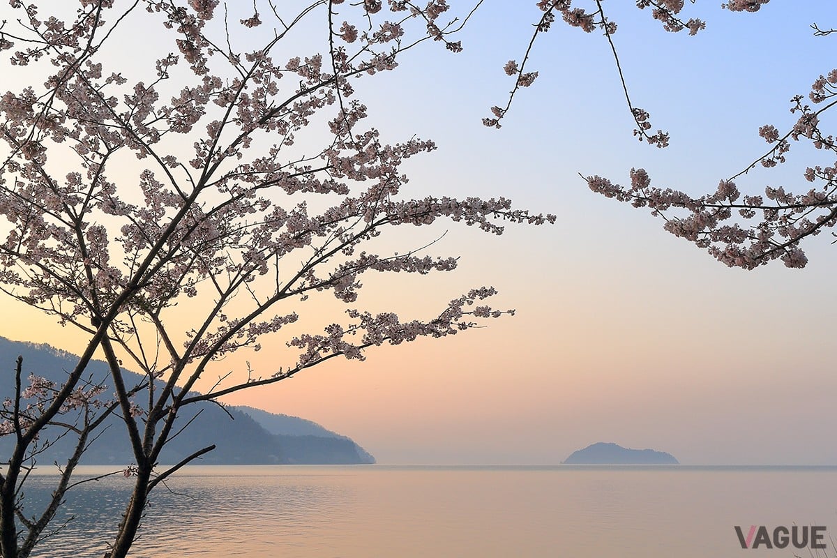 海津大崎の桜