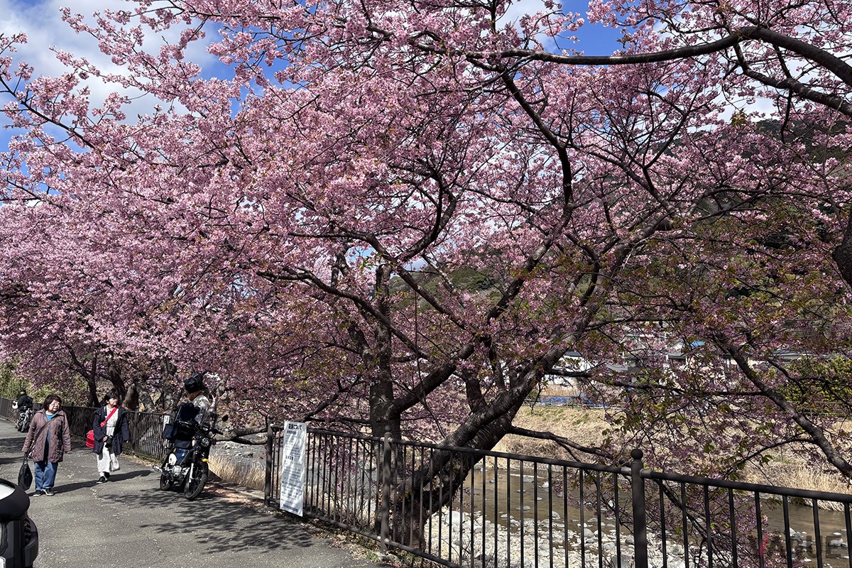 河津桜まつりの様子