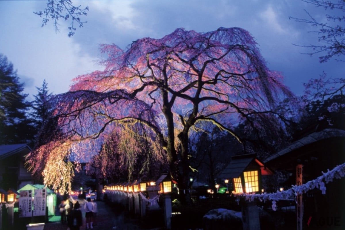 3位：楽翁桜【福島県白河市】