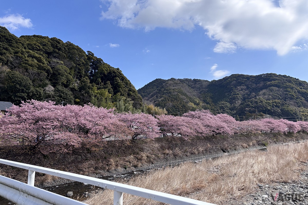 河津桜まつりの様子