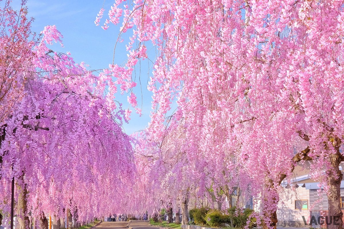 1位：日中線しだれ桜並木【福島県喜多方市】
