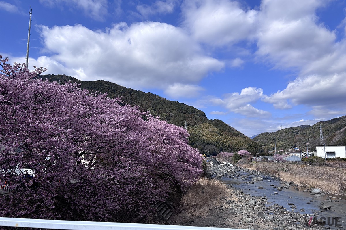 河津桜まつりの様子