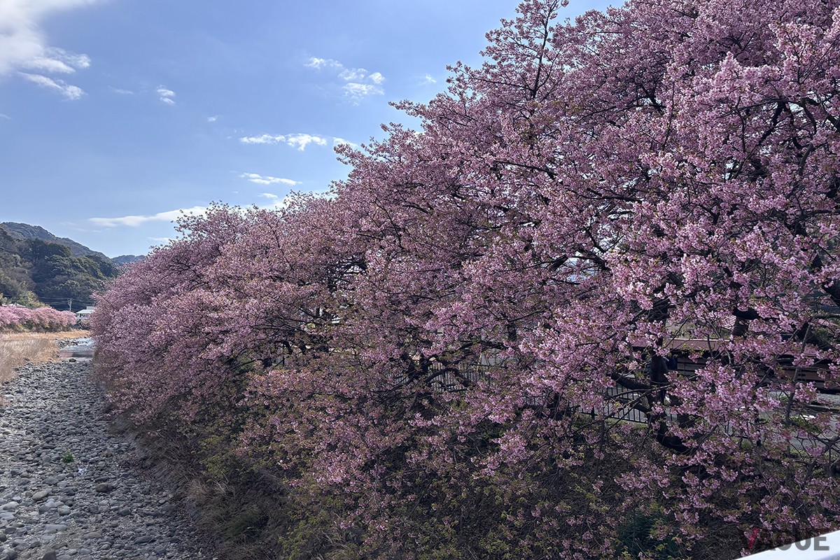 河津桜まつりの様子