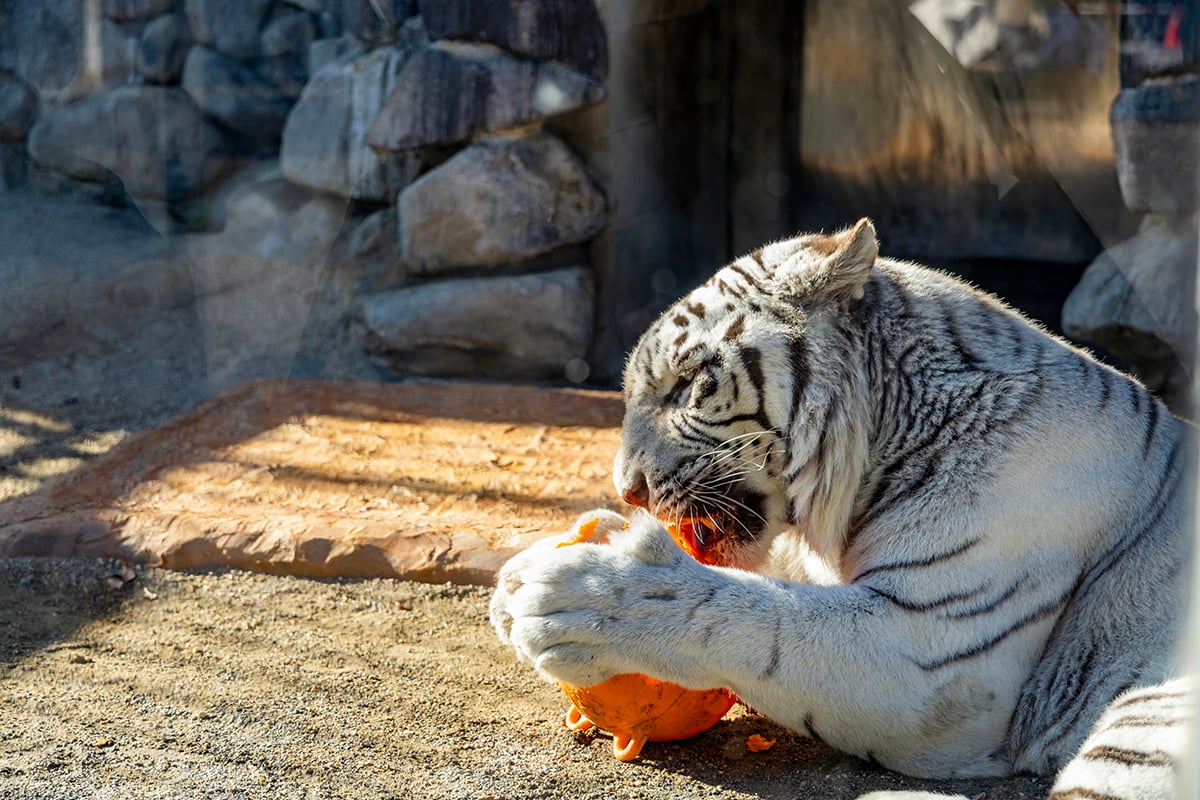 アドベンチャー・ドーム宿泊者特典：東武動物公園の入園券付き、朝から夜まで楽しめる充実ステイ