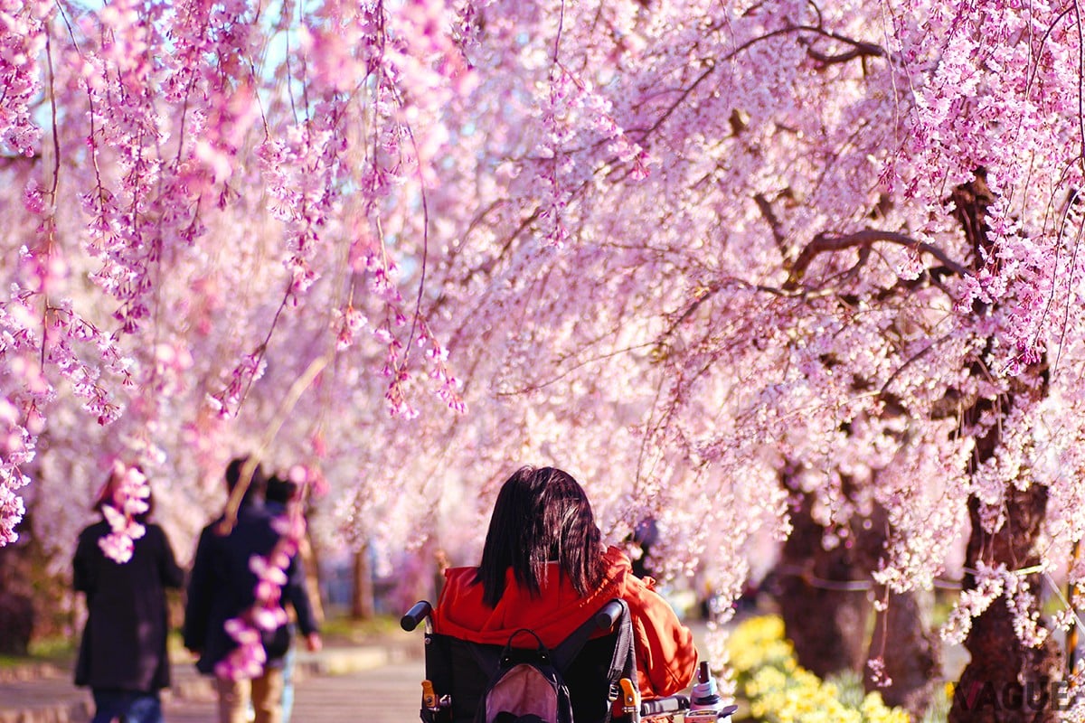 1位：日中線しだれ桜並木【福島県喜多方市】