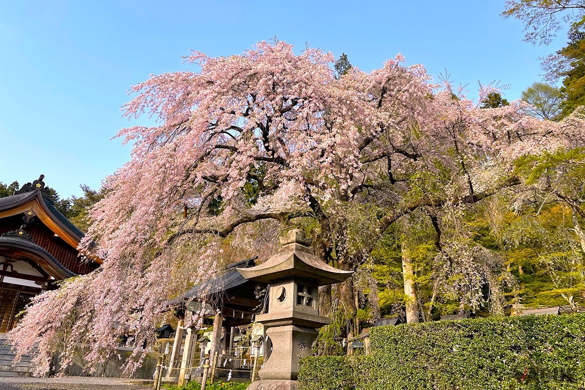 3位：楽翁桜【福島県白河市】
