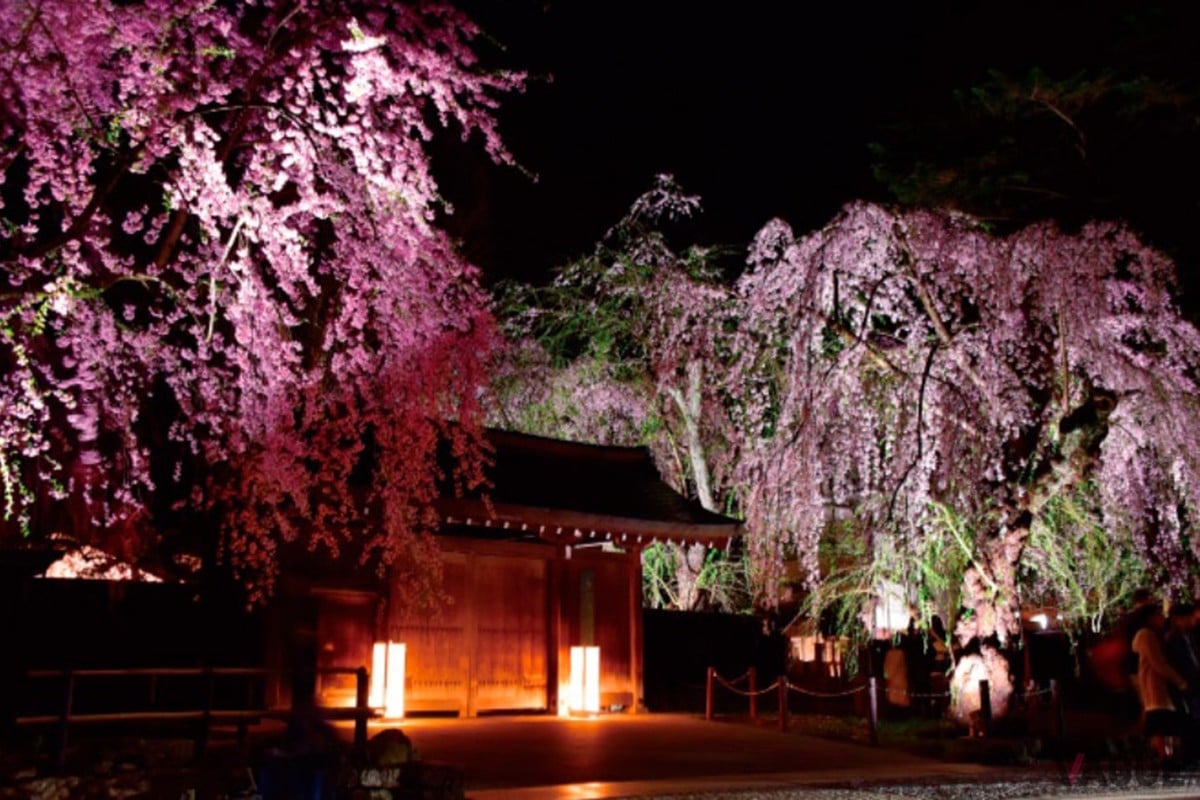 4位：角館武家屋敷通りのシダレザクラ【秋田県仙北市】