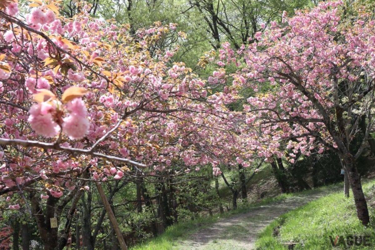 7位：長瀞通り抜けの桜【埼玉県秩父郡】