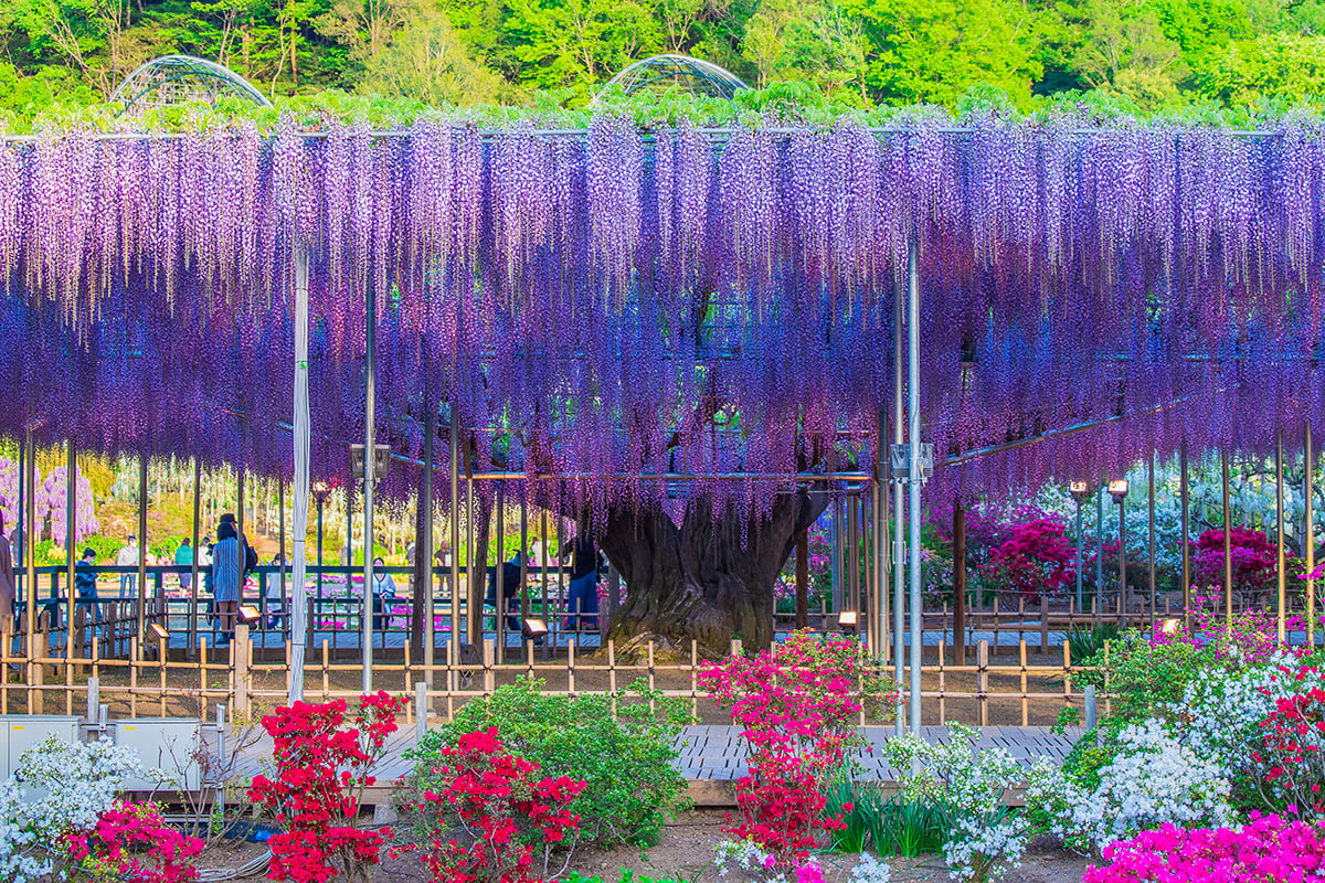 栃木県「あしかがフラワーパーク」