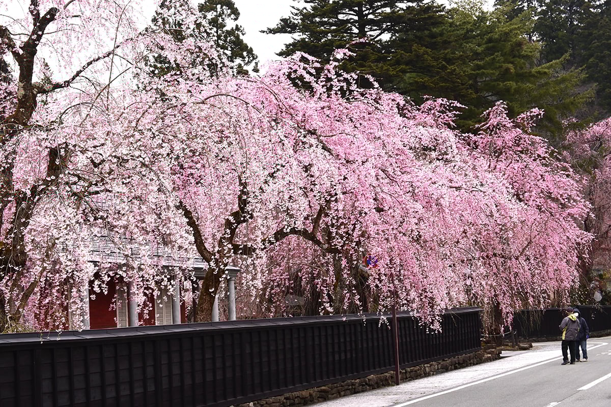 秋田県「角館武家屋敷通り」